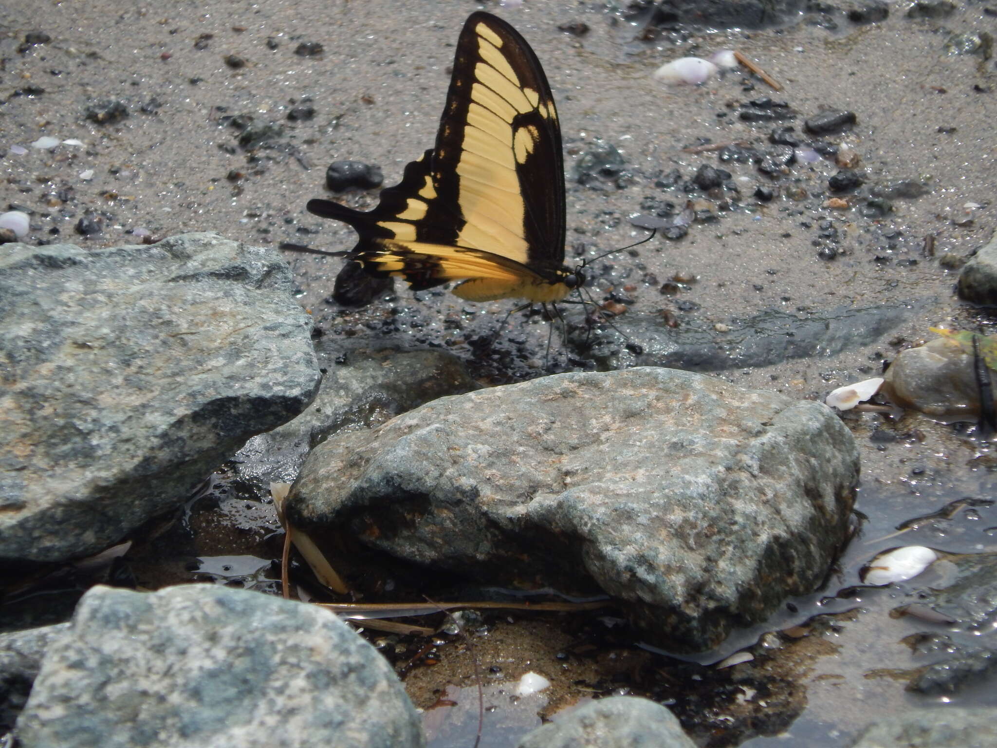 صورة Papilio astyalus Godart 1819