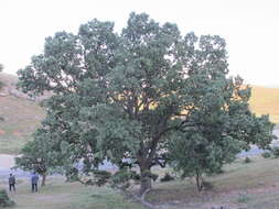 Image of Brant's oak