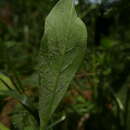 Sivun Peronospora arthurii kuva