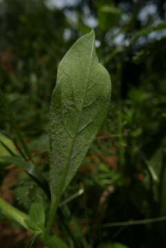 Image of Peronospora arthurii