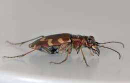 Image of Dune tiger beetle