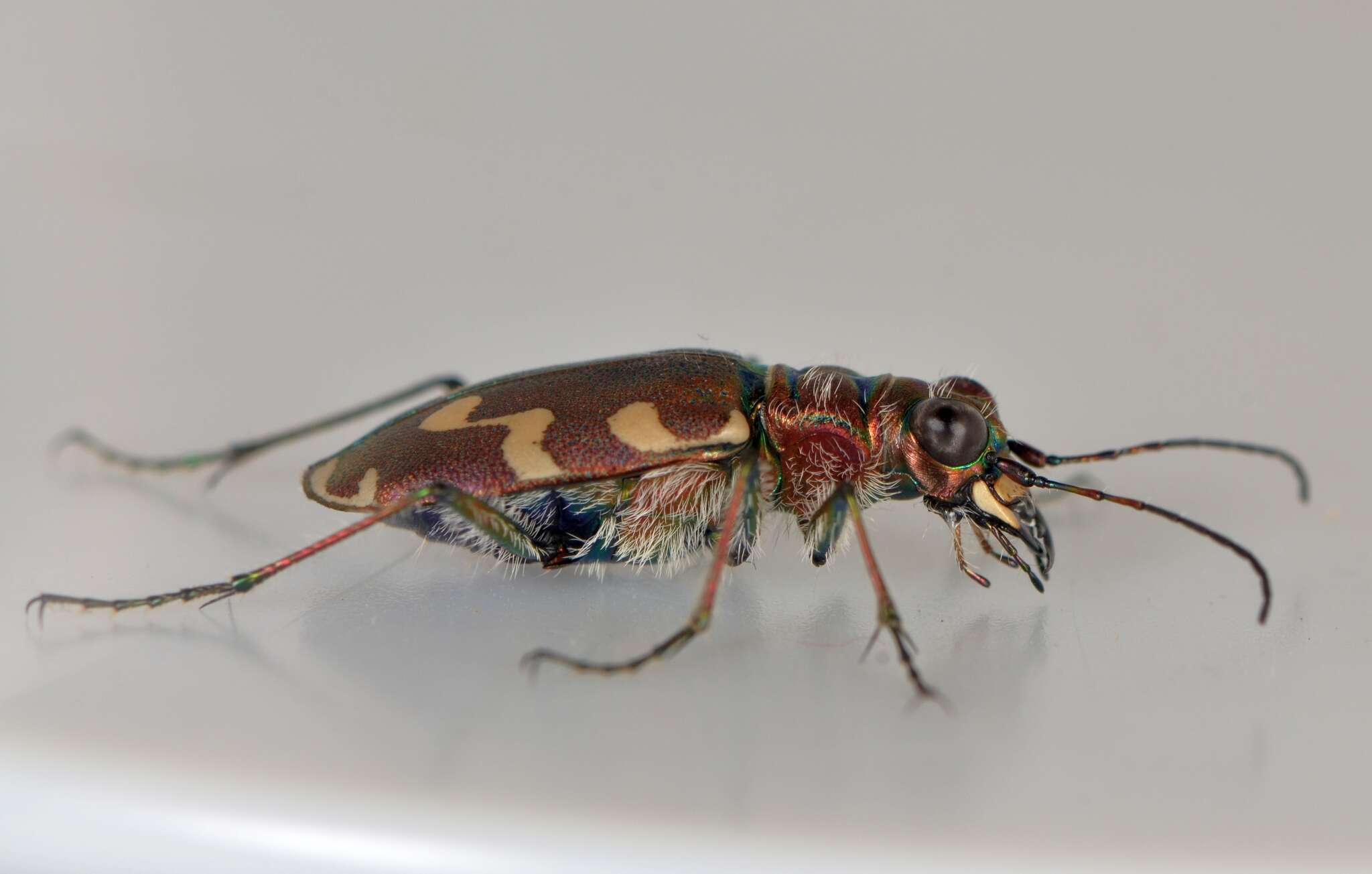 Image of Dune tiger beetle