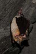 Image of Mediterranean Horseshoe Bat