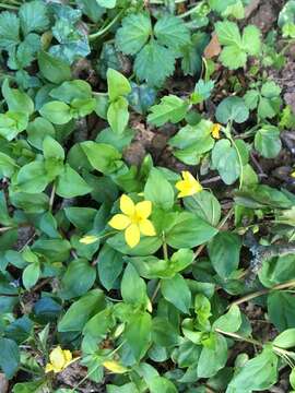 Lysimachia nemorum L. resmi