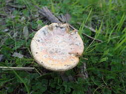 Image of Amanita xanthocephala (Berk.) D. A. Reid & R. N. Hilton 1980