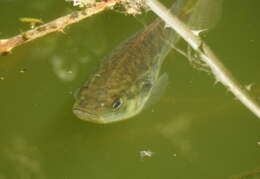 Image of Sacramento Perch