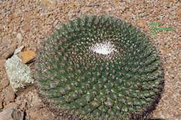 Image of Mammillaria uncinata Zucc. ex Pfeiff.