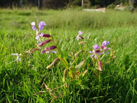 Image of creeping waxweed