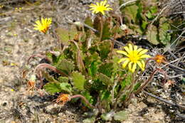 Image of Haplocarpha oocephala (DC.) J. P. B. Beyers