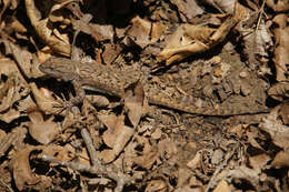 Image of Sceloporus tristichus Cope 1875