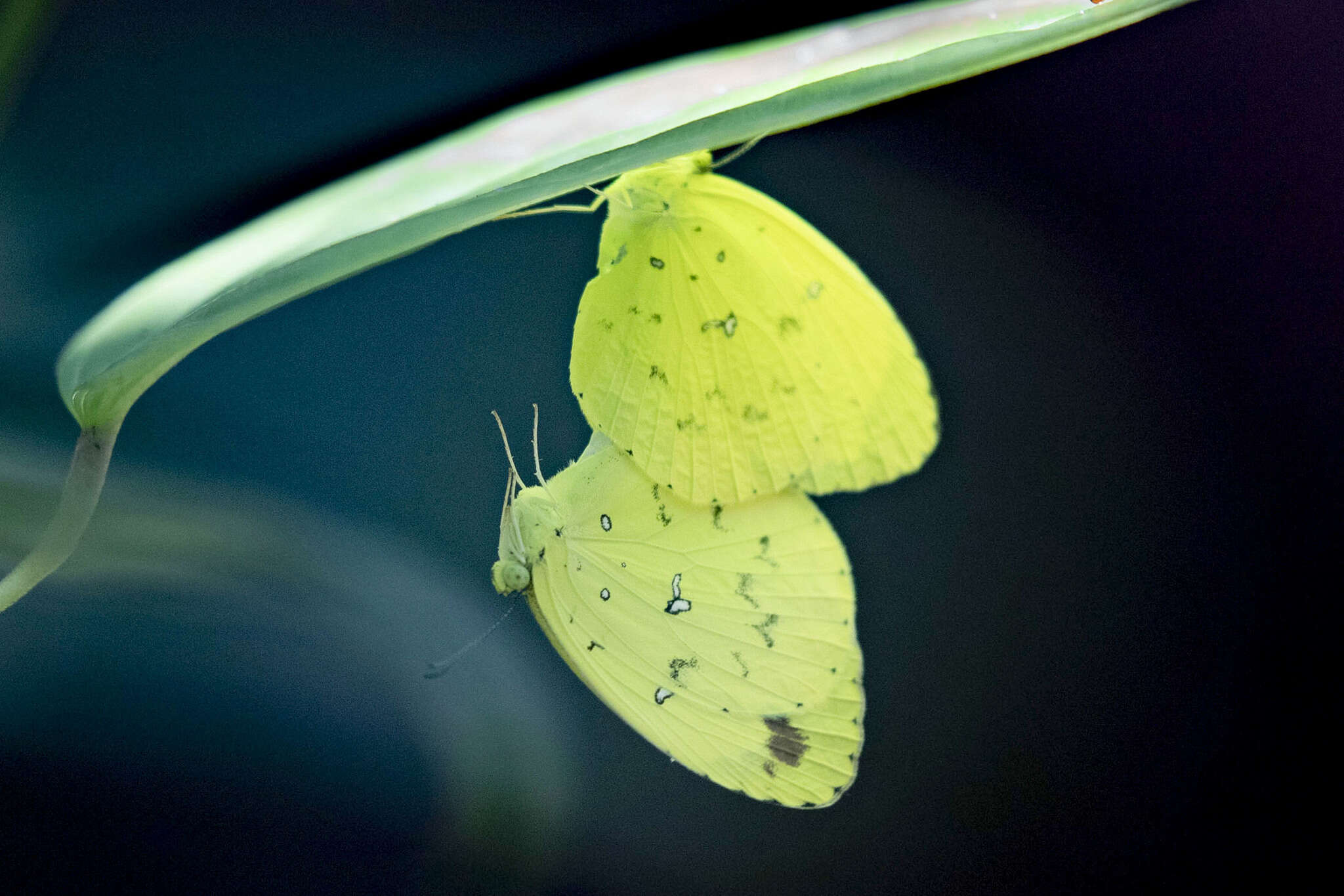 Image of <i>Eurema <i>floricola</i></i> floricola