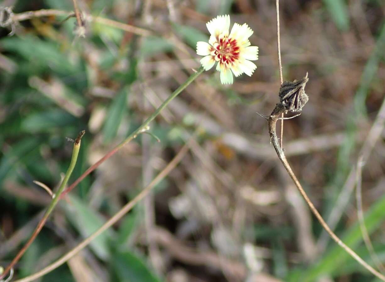 Imagem de Tolpis umbellata Bert.