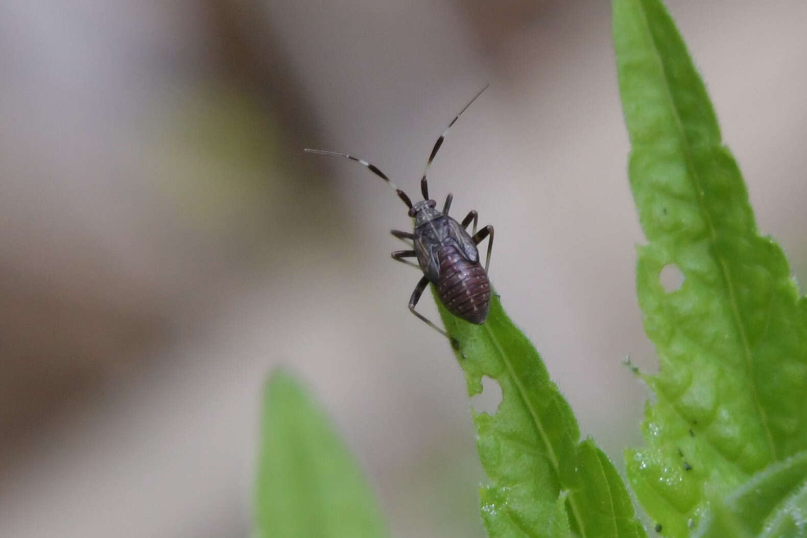 Image de Mermitelocerus annulipes Reuter 1908