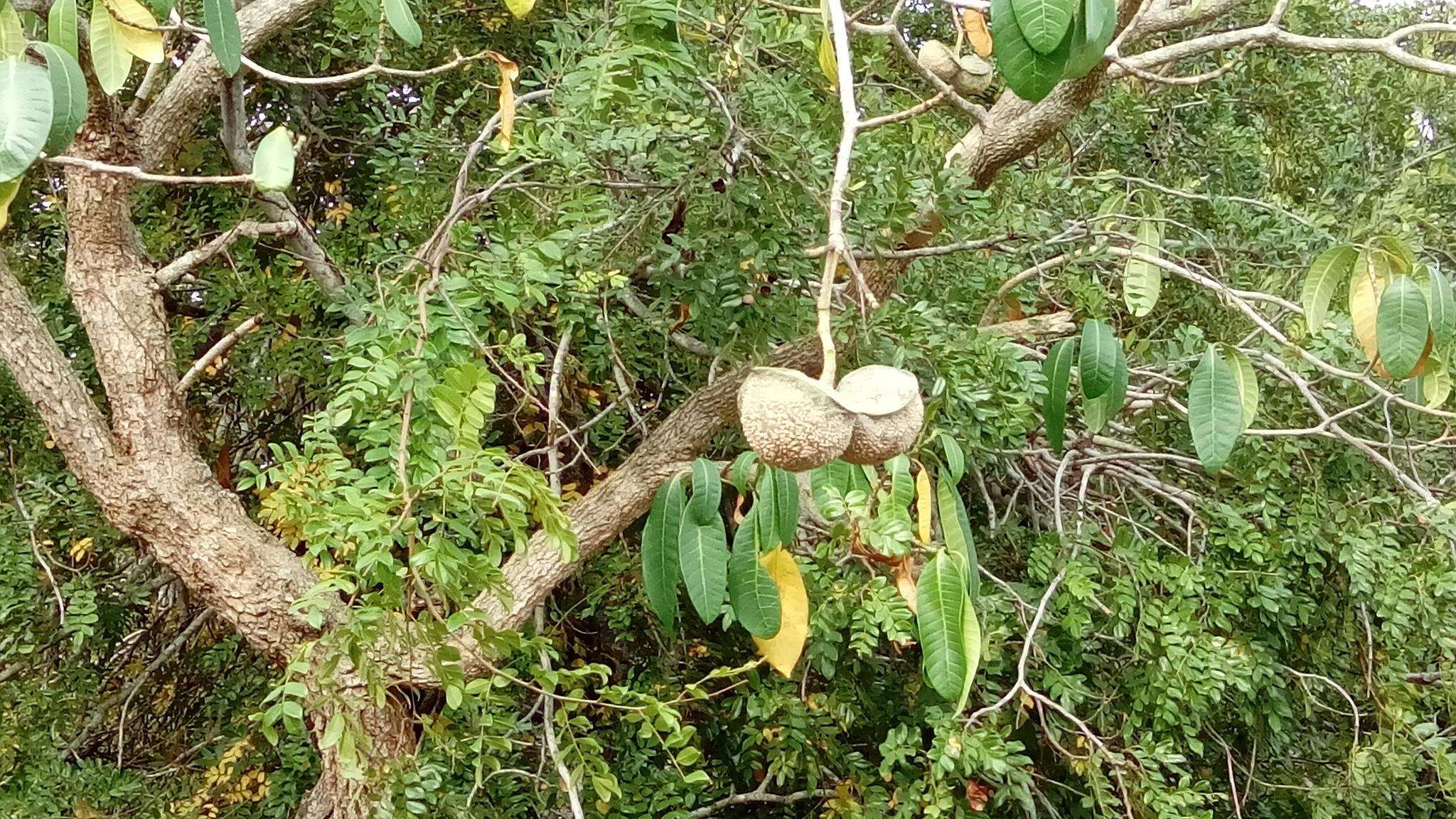 Image of Toad-tree