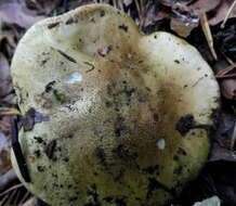 Image of Tricholoma joachimii Bon & A. Riva 1985