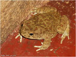 Image of Berber Toad