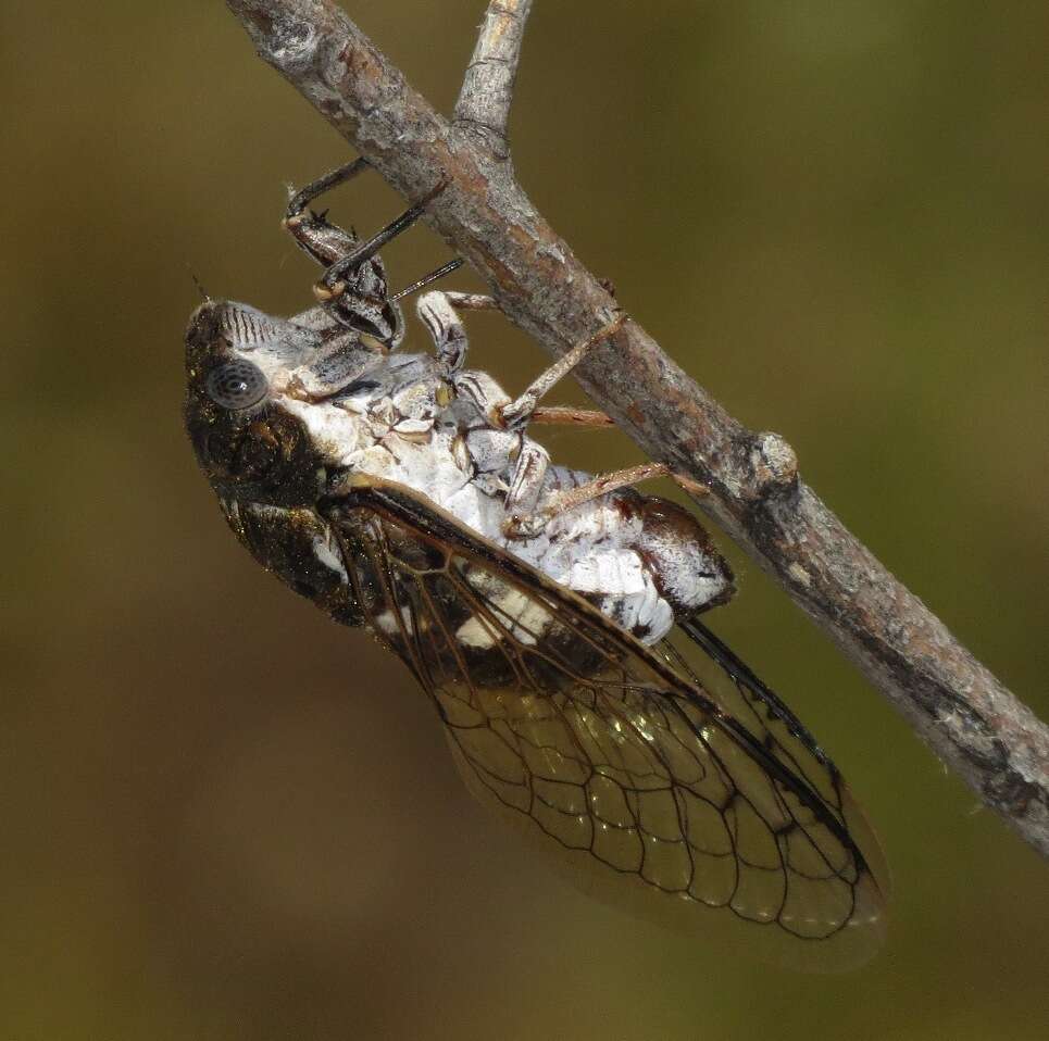 Imagem de Cacama valvata (Uhler 1888)