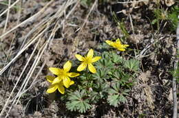 صورة Anemone biflora var. gortschakowii (Kar. & Kir.) Sinno