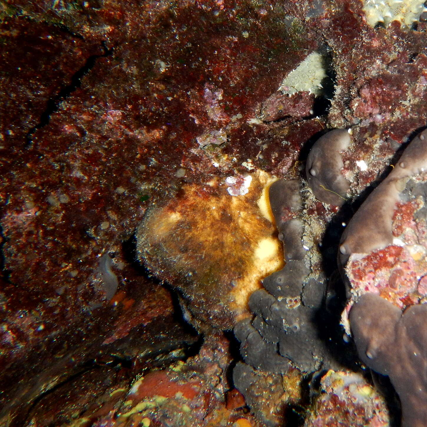 Image of giant sponge