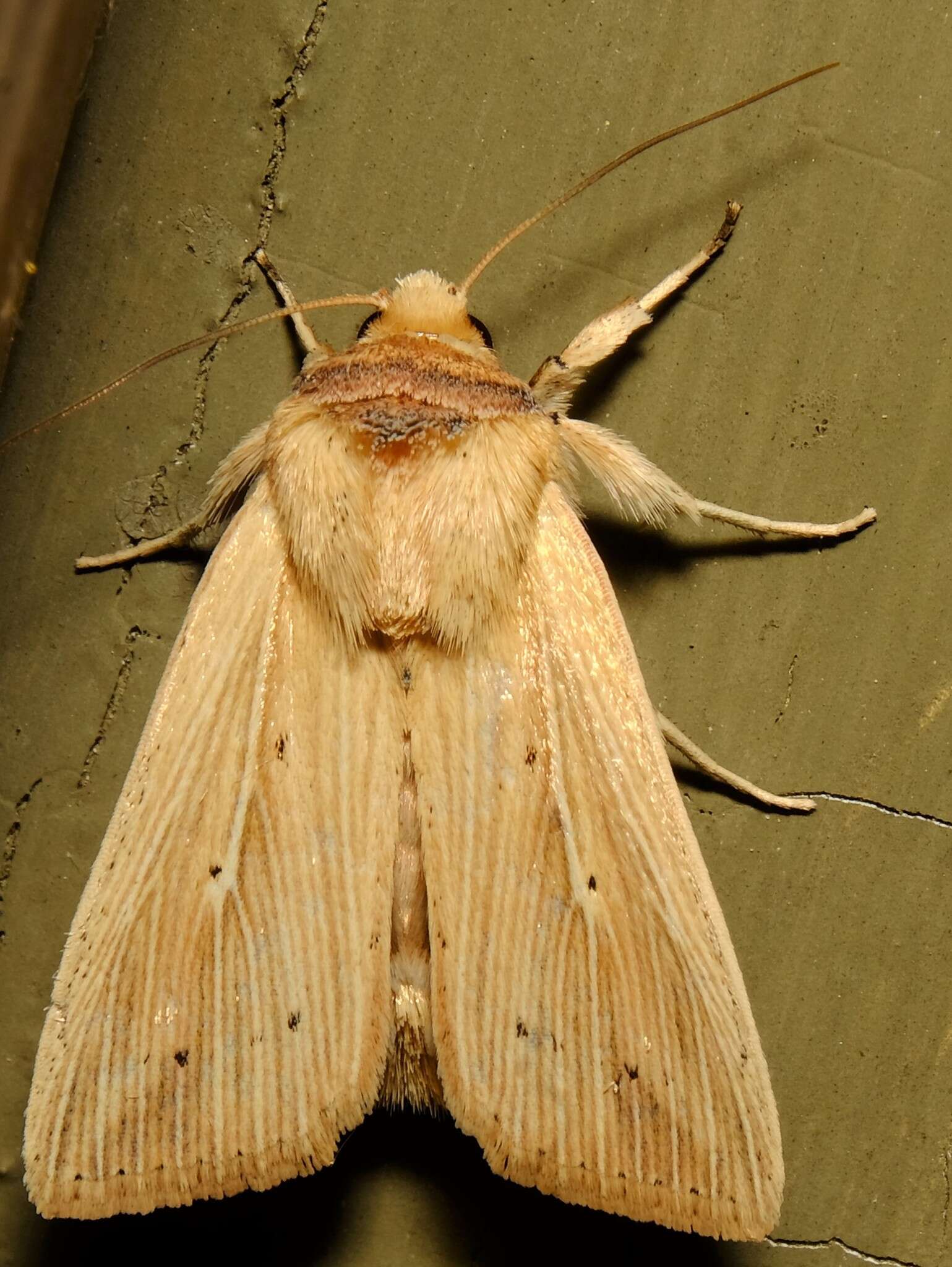 Image de Leucania adjuta Grote 1874