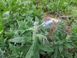 Plancia ëd Podonosma orientalis (L.) Feinbr.