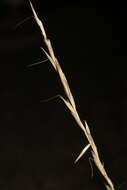 Image of Helictochloa bromoides subsp. bromoides