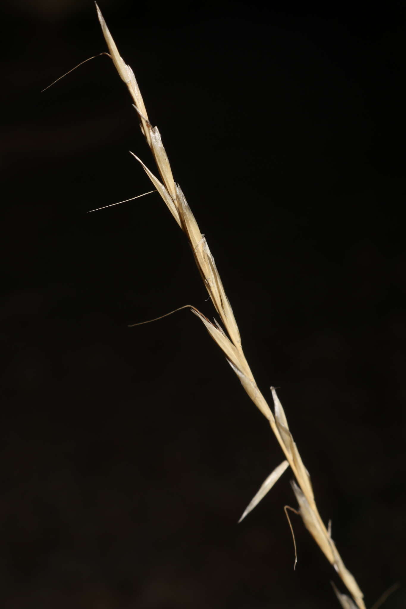 Image of Helictochloa bromoides subsp. bromoides