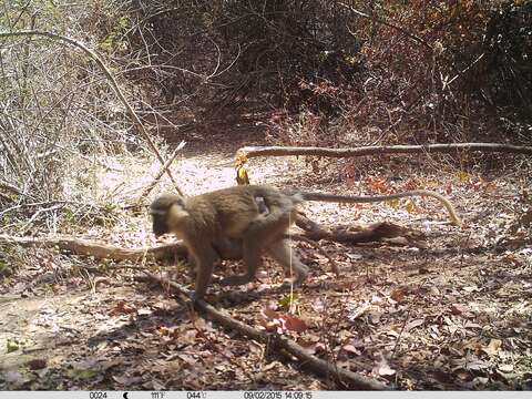 Image of Tantalus Monkey