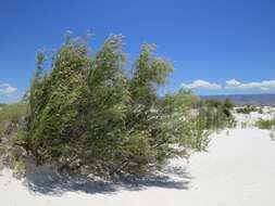 Image of desert willow