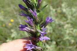 Image of downy lobelia