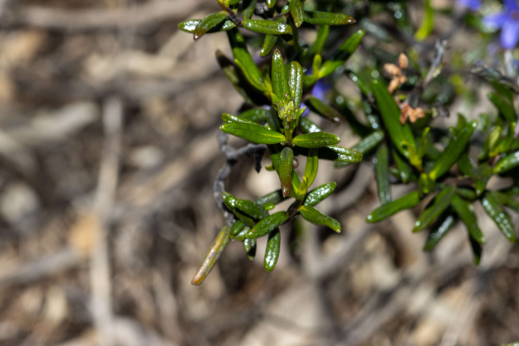 Image of Halgania andromedifolia Behr & F. Müll. ex F. Müll.