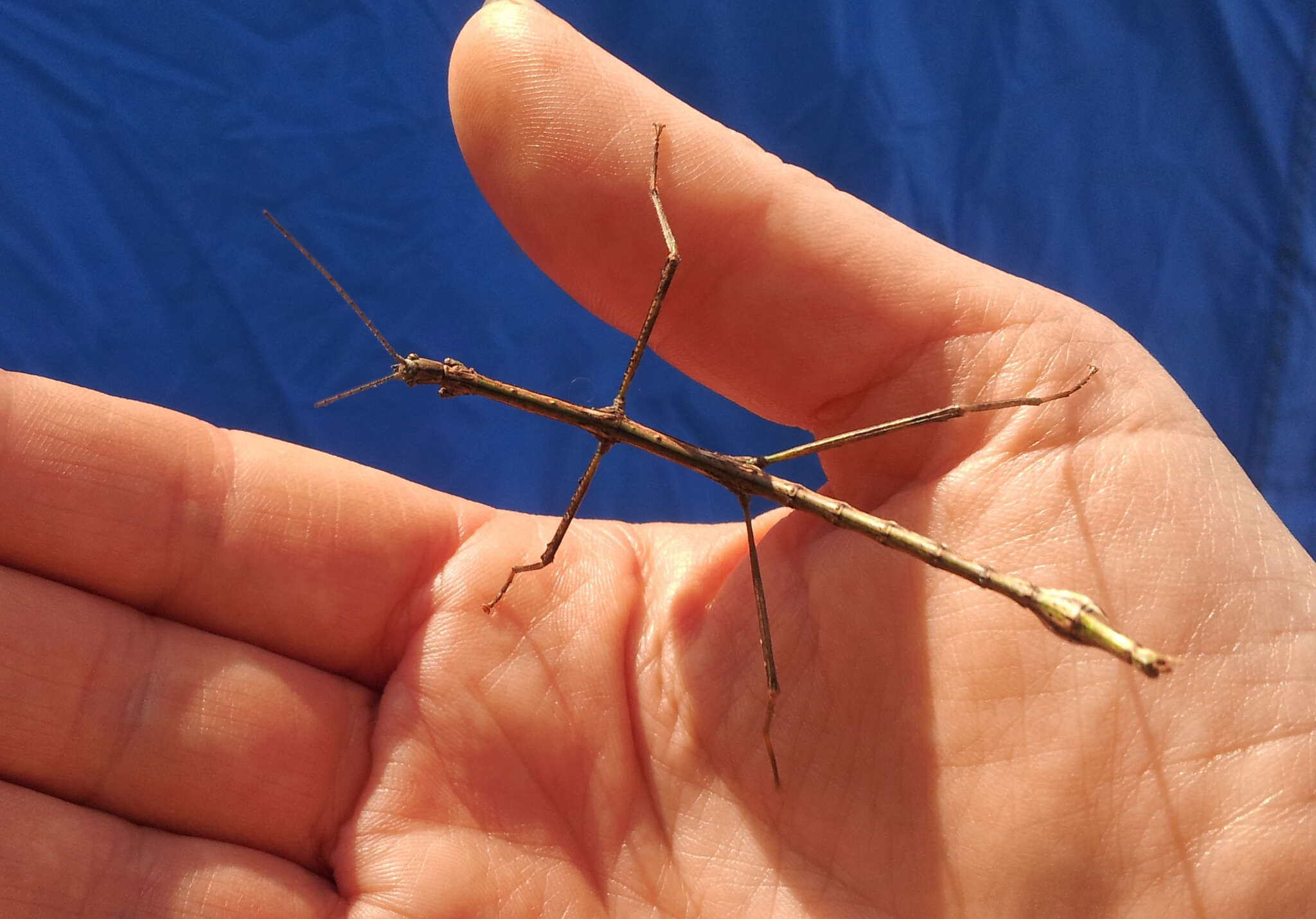 Image of Smooth Stick Insect