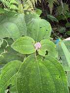 Conostegia subcrustulata (Beurl.) Triana的圖片