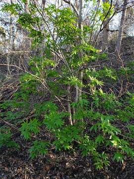 صورة Aesculus glabra var. arguta (Raf.) B. L. Robins.