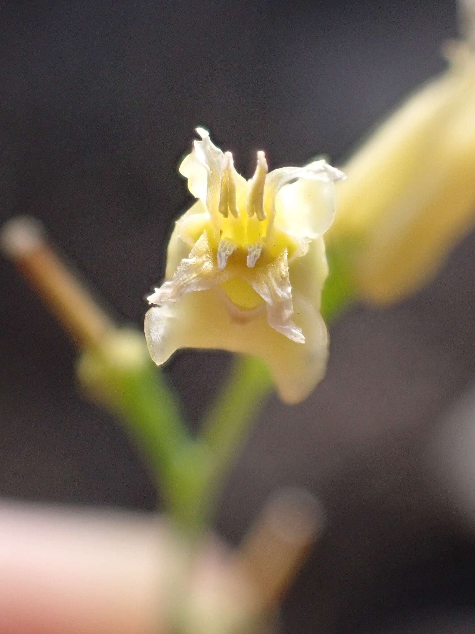 Image of Laguna Mountain jewelflower