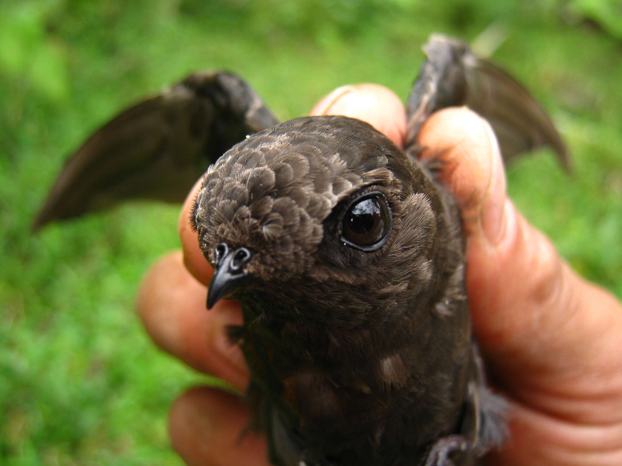 Image of Chestnut-collared Swift