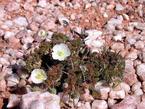 Imagem de Monsonia herrei (L. Bolus) F. Albers