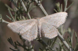 صورة Idaea ossiculata Lederer 1871