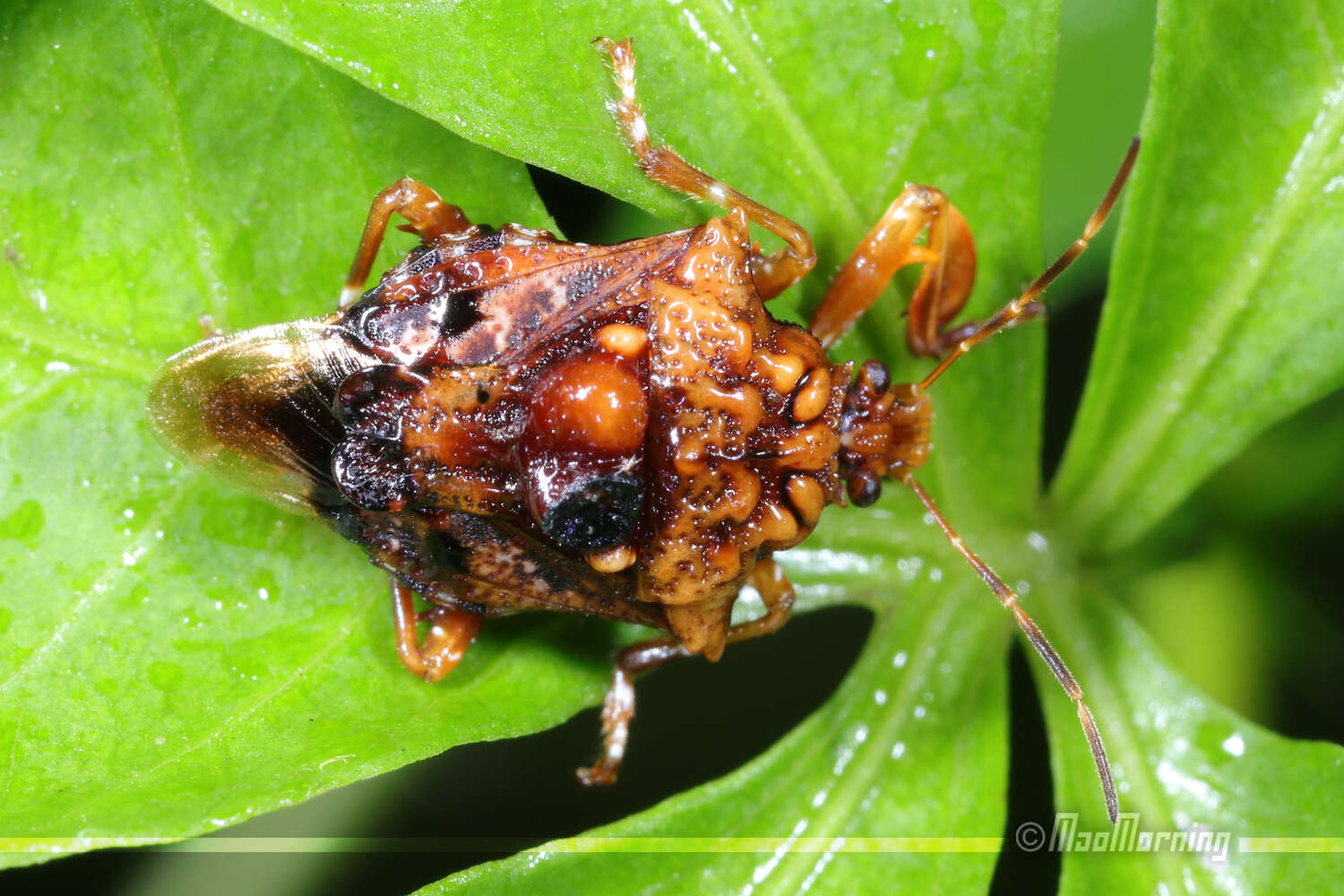 Image de Cazira verrucosa (Westwood 1835)