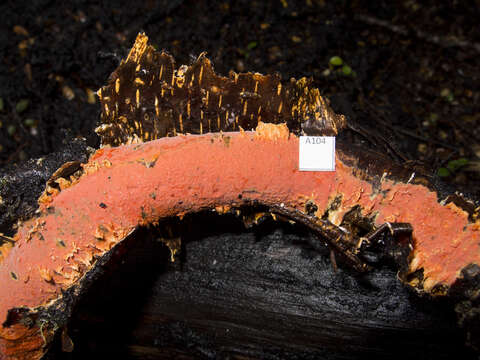 Image of Australovuilleminia coccinea Ghob.-Nejh. & Hallenb. 2010