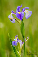 Image of Dixie iris