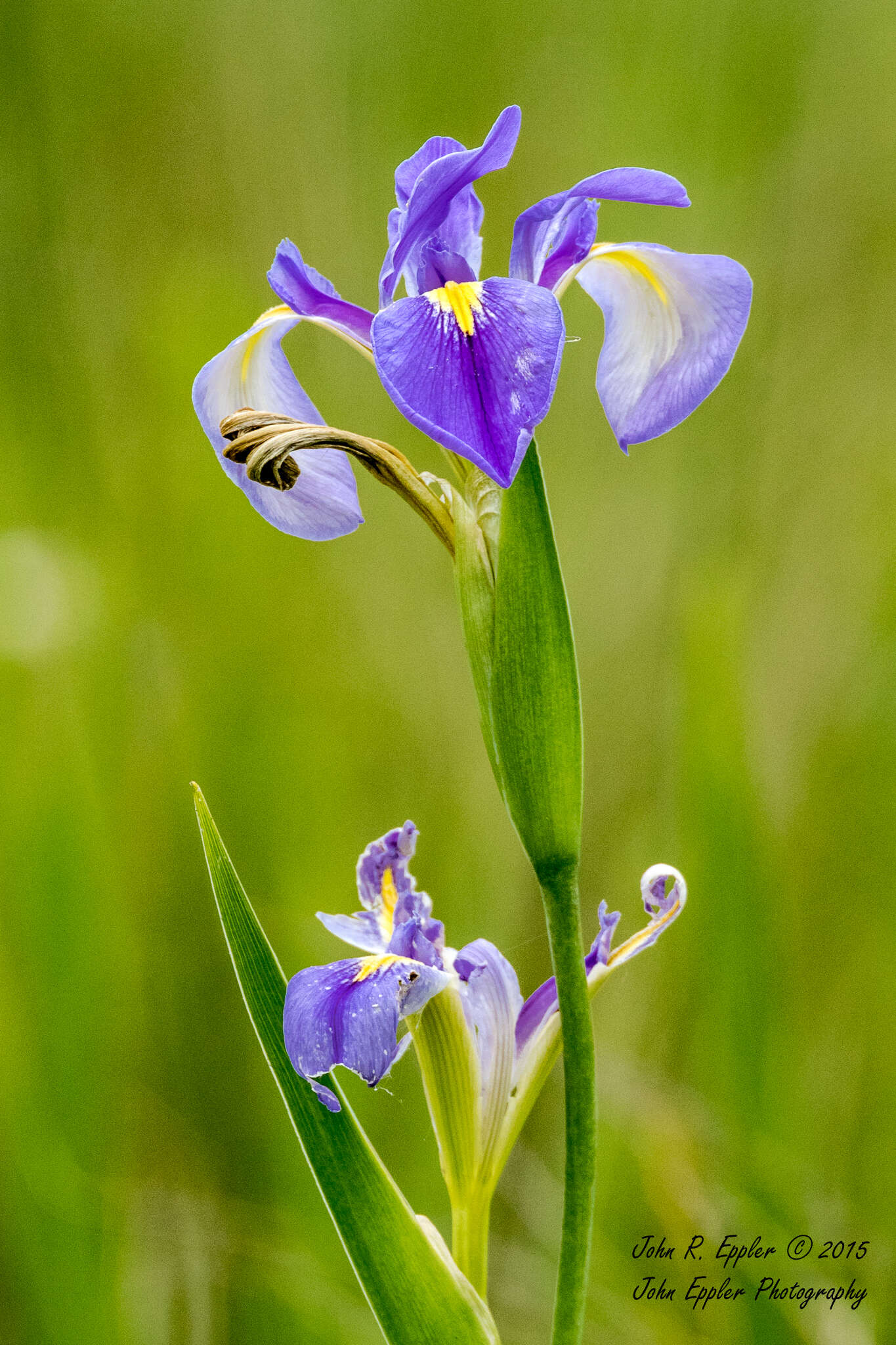 Sivun Iris hexagona Walter kuva