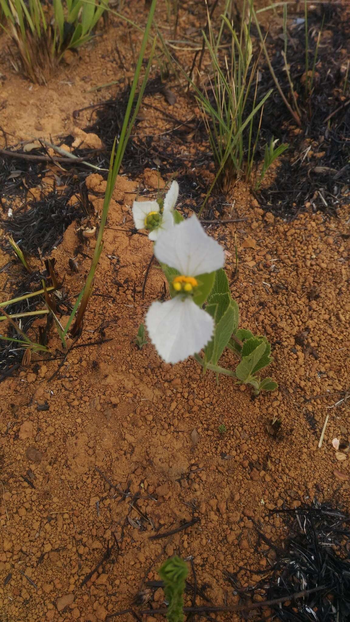 Plancia ëd Dalechampia caperonioides Baill.