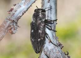 Image of Chrysobothris subcylindrica Ménétriés ex Motschulsky 1859