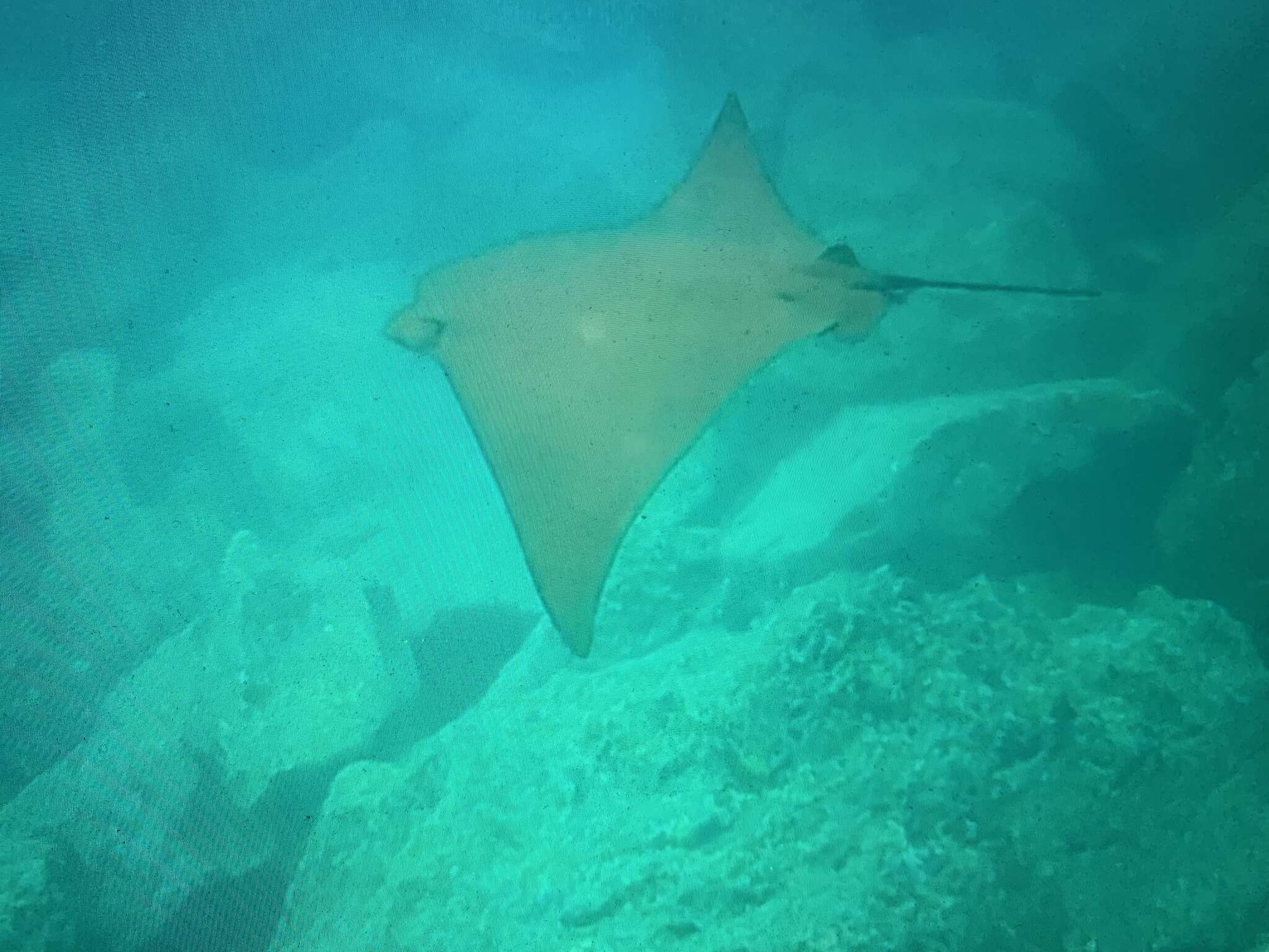 Image of Golden Cownose Ray