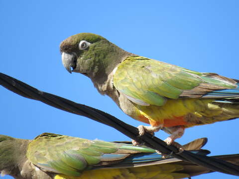 صورة Cyanoliseus Bonaparte 1854