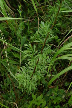 Image of Thalictrum simplex subsp. amurense (Maxim.) Hand