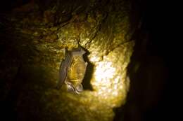 Image of Vietnamese Leaf-nosed Bat