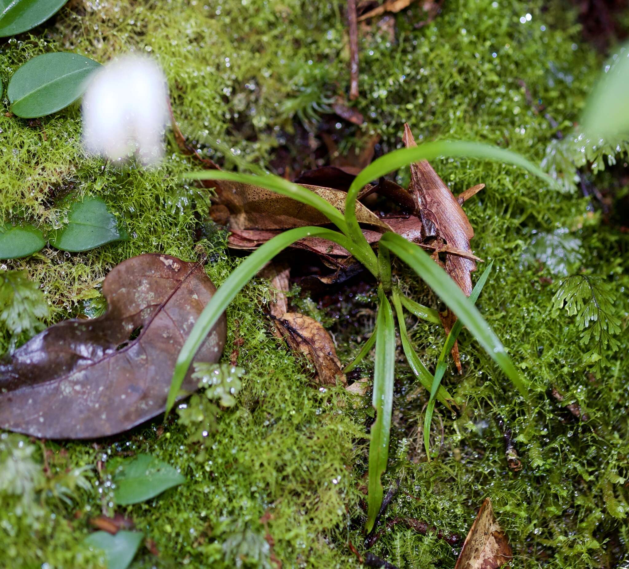 Image of Burmannia longifolia Becc.