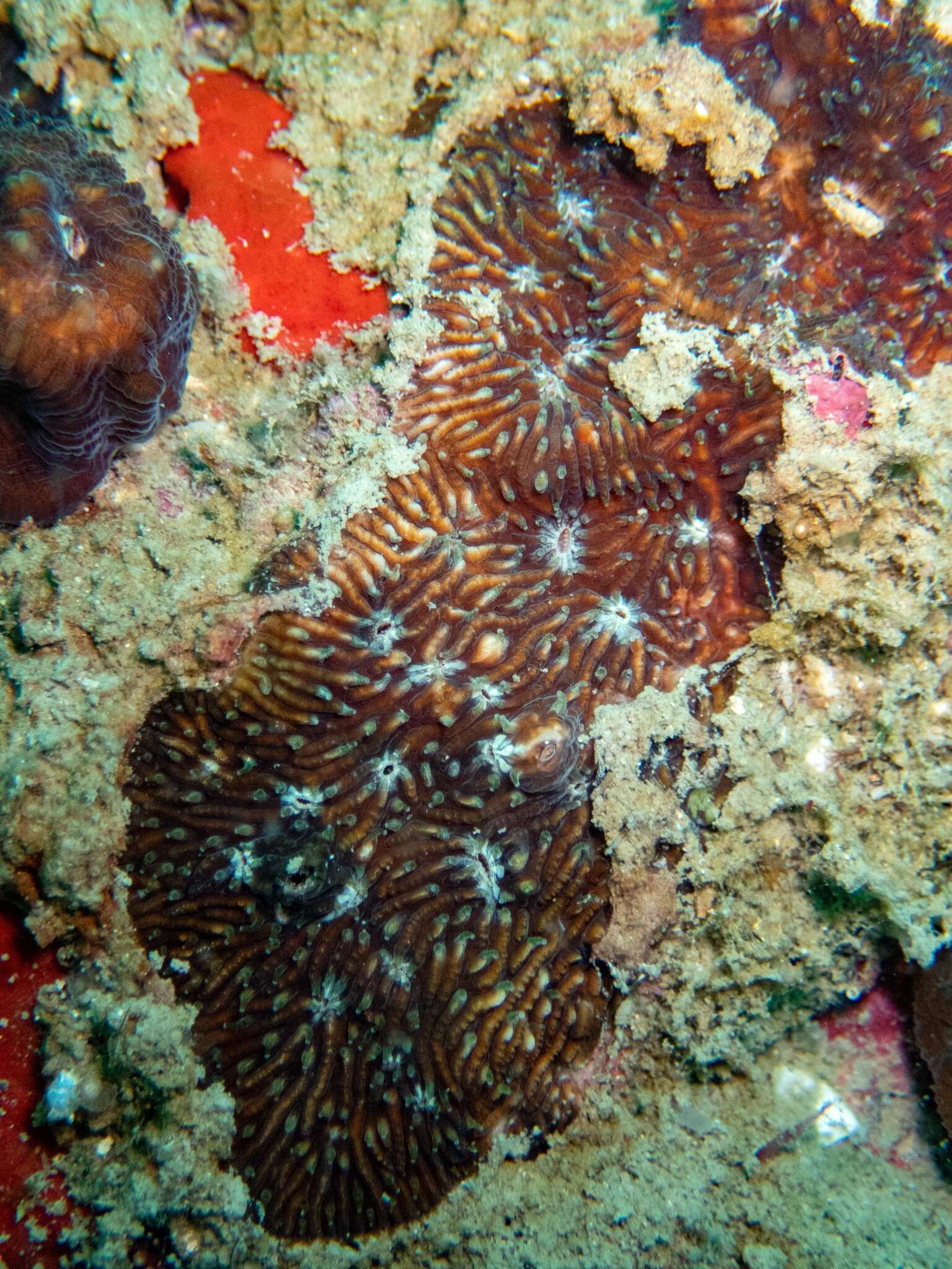 Cycloseris explanulata (van der Horst 1922)的圖片